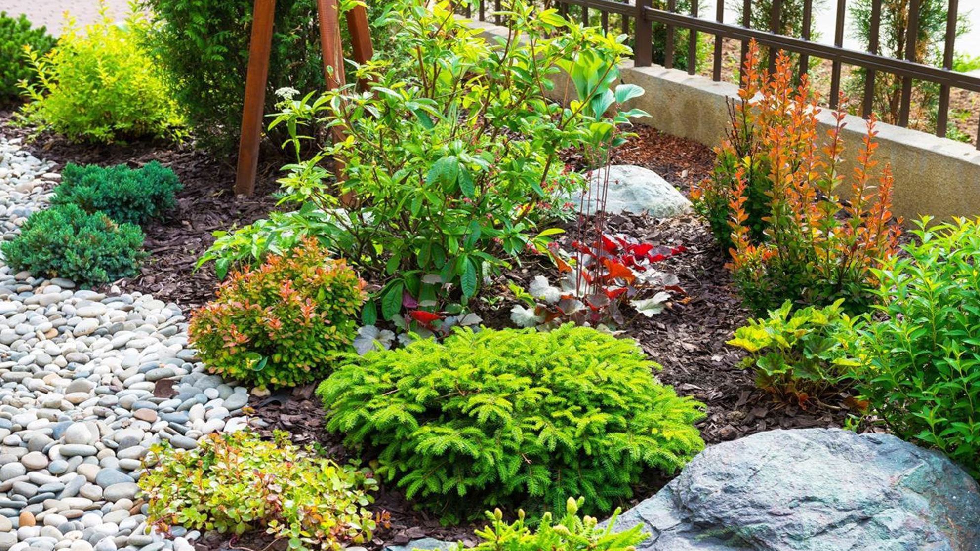 A beautiful residential yard with a variety of plants